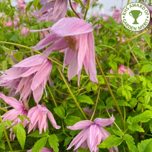 Clematis 'Markham's Pink'