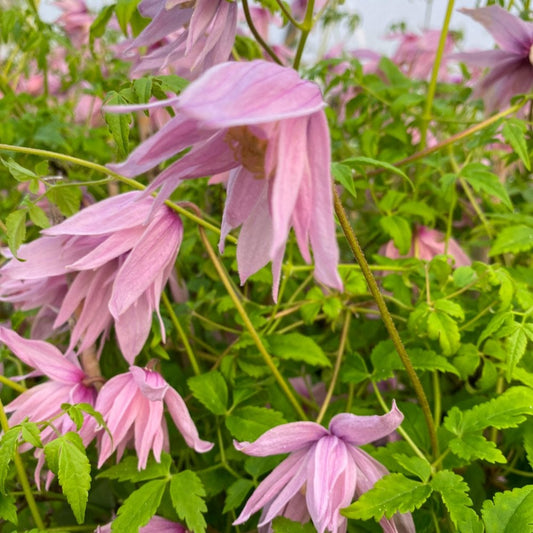 Clematis 'Markham's Pink'