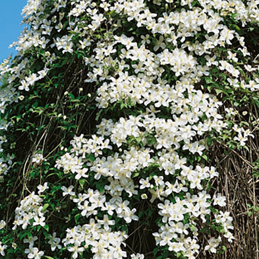 Clematis Montana Alba climber