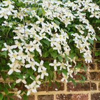 Clematis Montana Alba