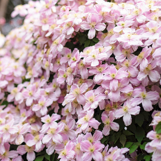 Clematis montana 'Pink Perfection'