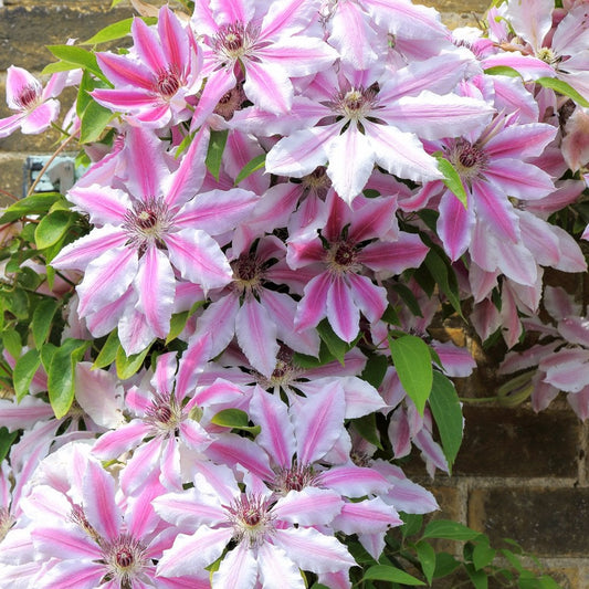 Clematis 'Nelly Moser'