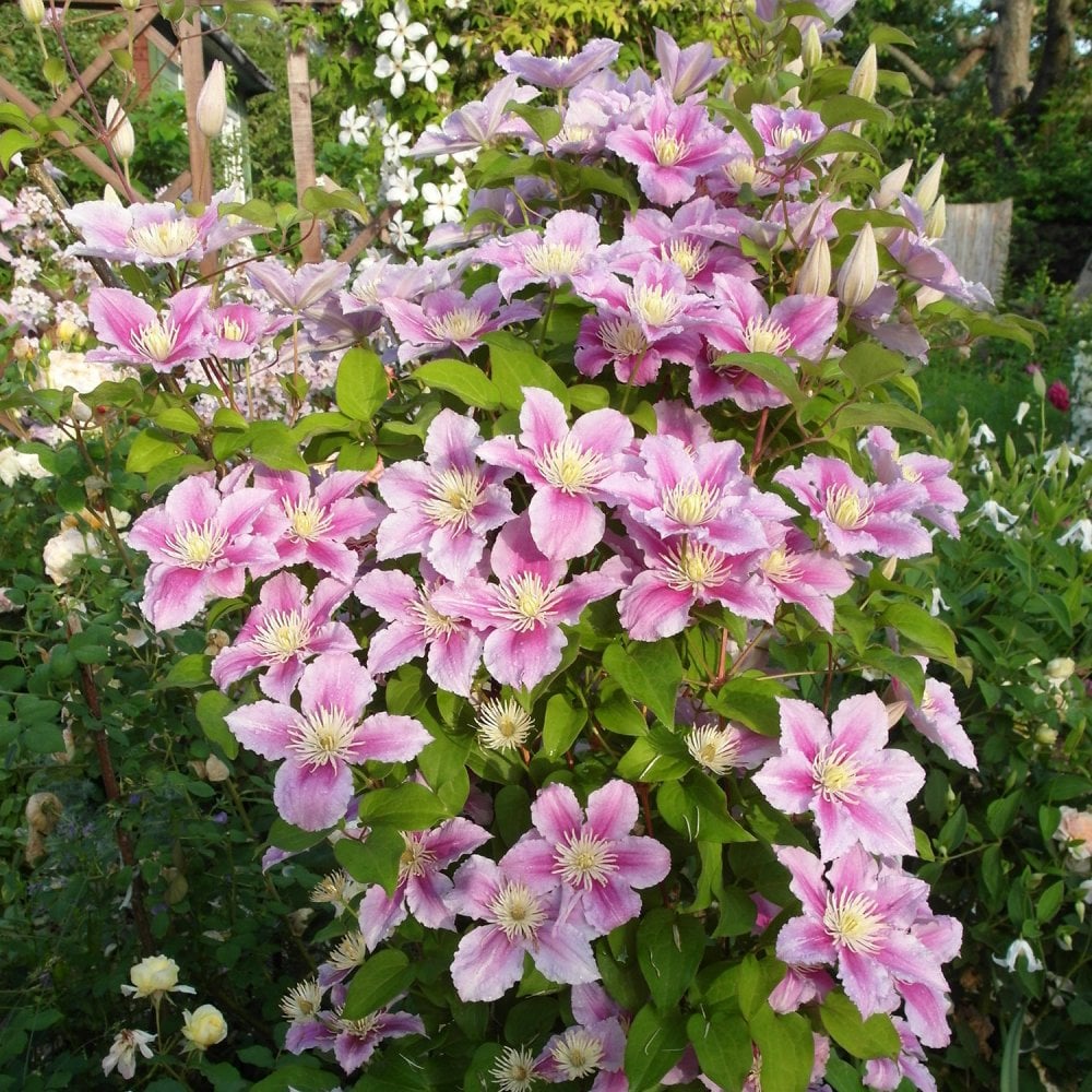 Clematis Piilu