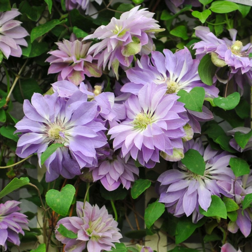 Clematis Princess Charlotte