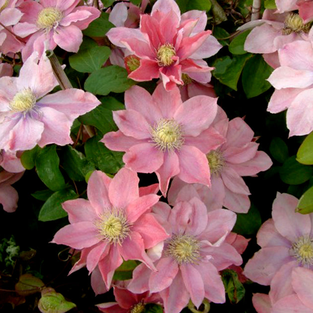 Clematis 'Little Mermaid'