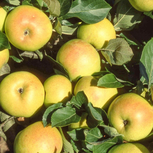 Cobra Apple tree