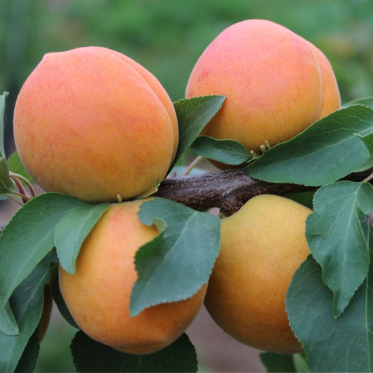 Compacta Apricot fruits