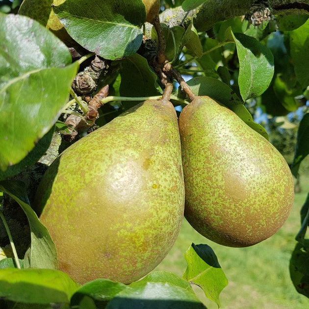 Comtesse de Paris Pear tree