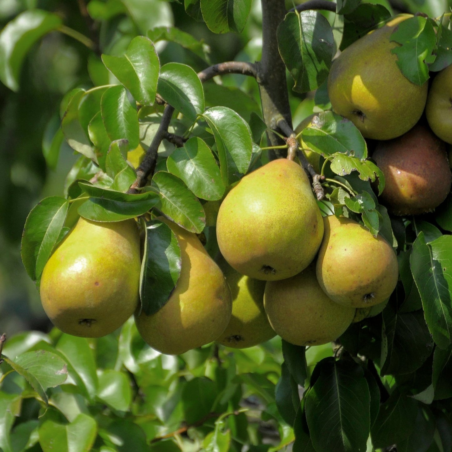 Comtesse de Paris Pear tree