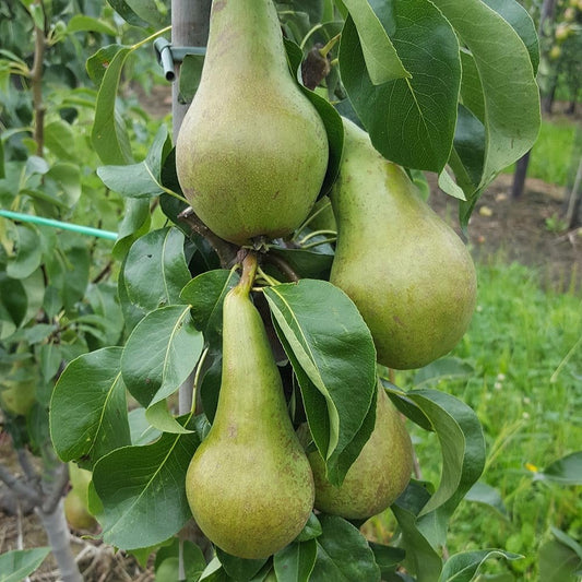 Conference Moors Giant Pear Tree