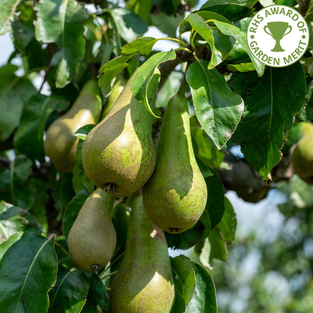 Conference Pear tree