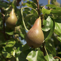 Conference pears on tree