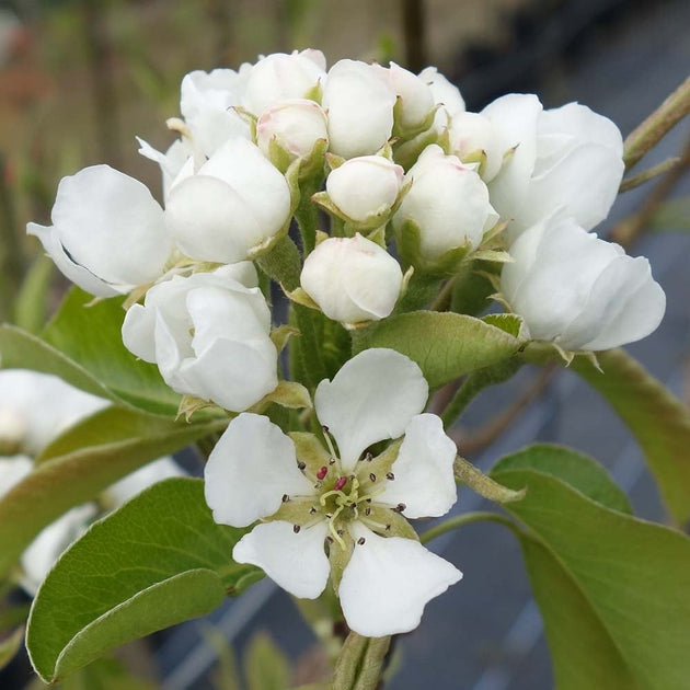 Conference Pear blossom