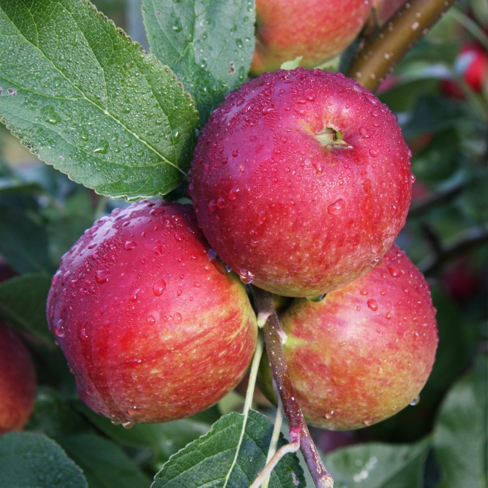 Apple Core Blimey fruits