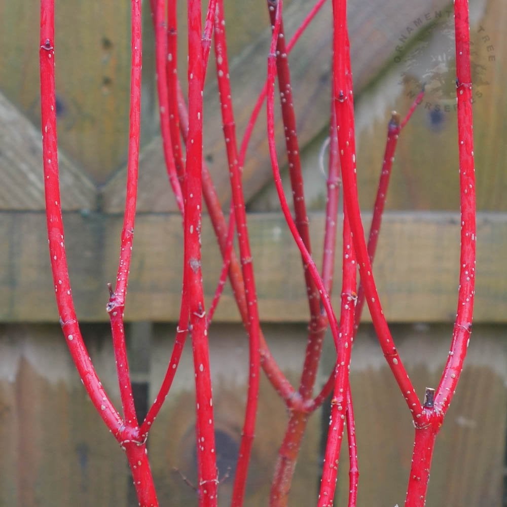 Cornus alba 'Baton Rouge'