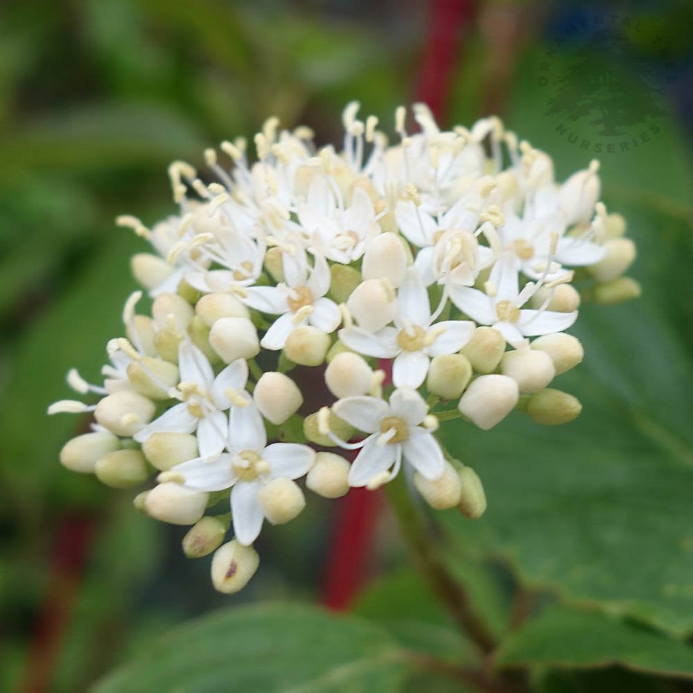 Cornus alba 'Baton Rouge' flowers