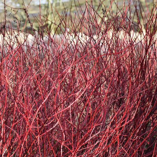 Cornus alba 'Elegantissima' Dogwood shrub