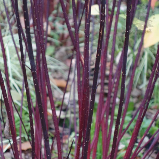 Cornus alba 'Kesselringii' Dogwood shrub