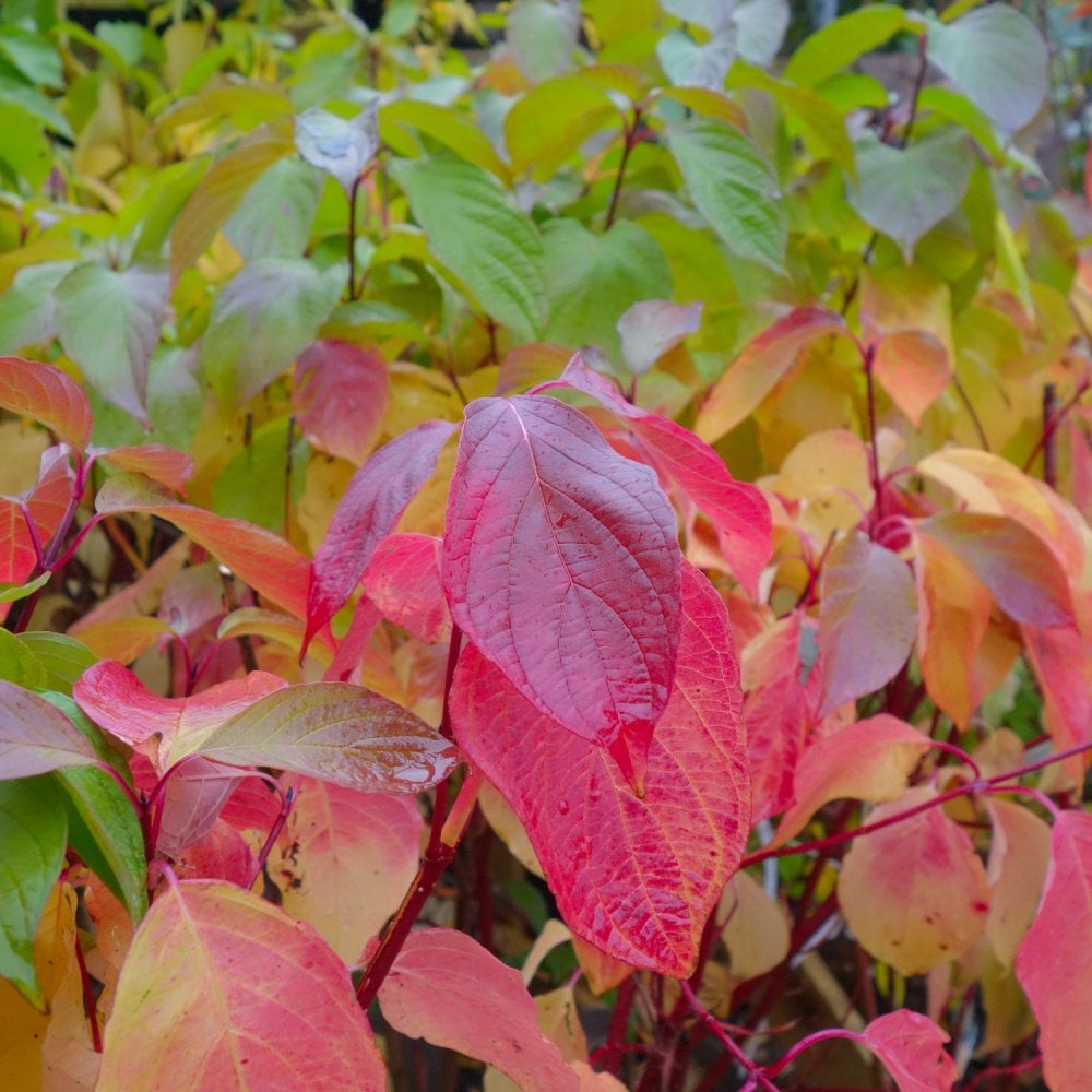 Cornus alba 'Sibirica' autumn colour