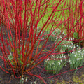 Cornus alba 'Sibirica' Shrub