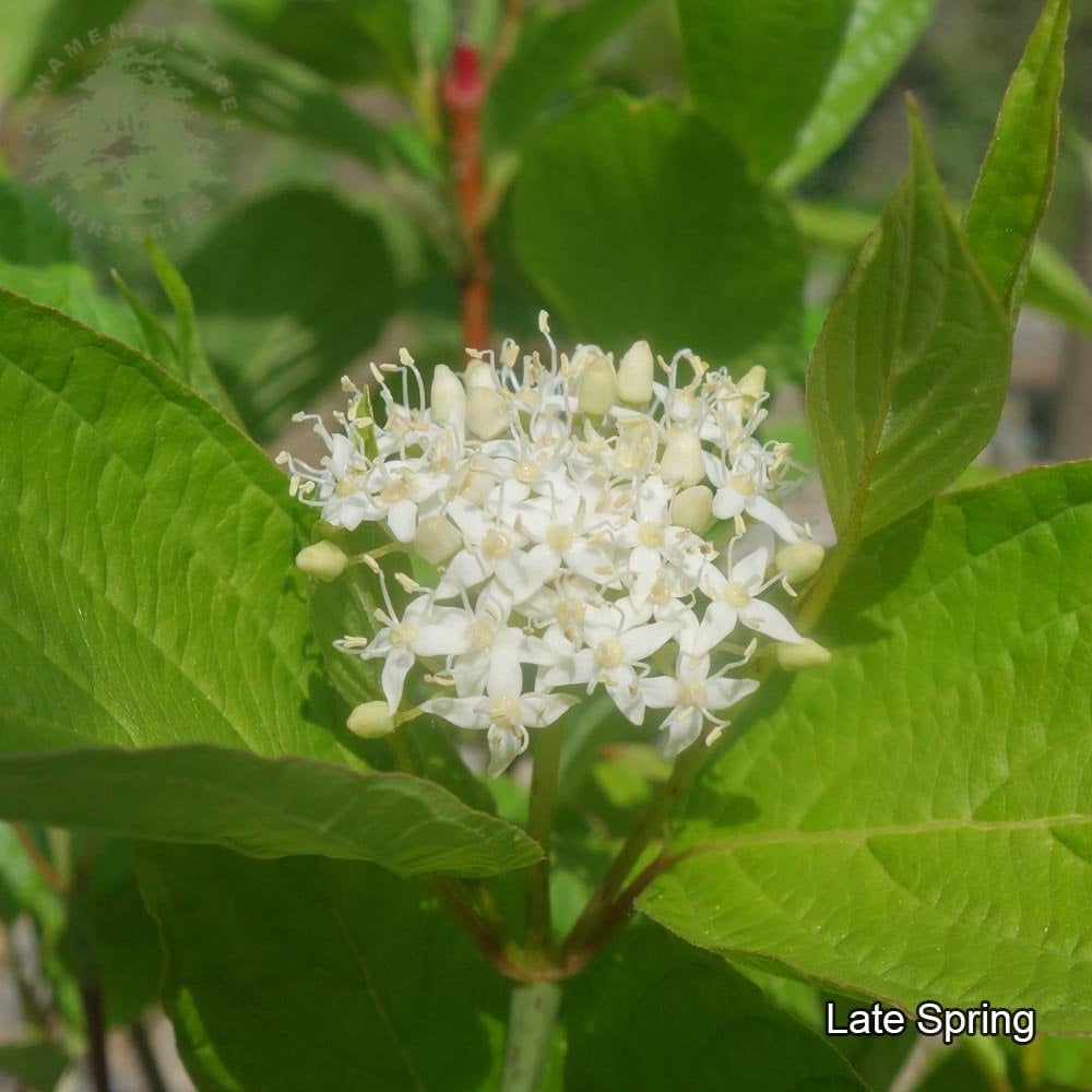 Cornus alba 'Sibirica' with white flowers