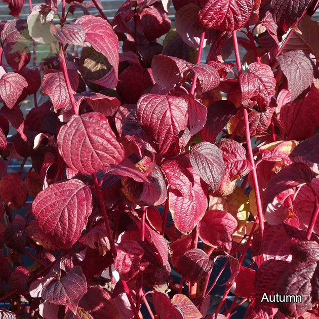 Cornus alba 'Sibirica' with red autumn foliage