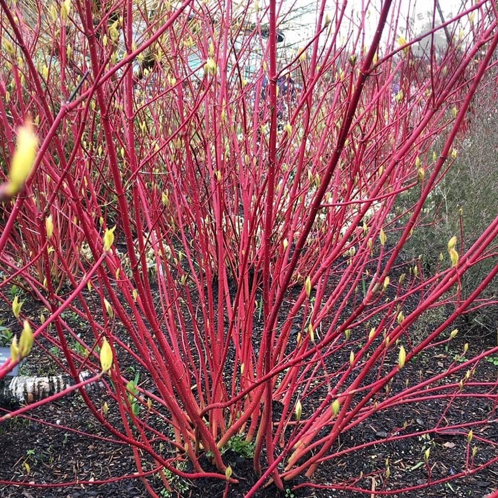 Cornus alba 'Sibirica'