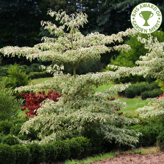 Cornus controversa 'Variegata' wedding cake tree