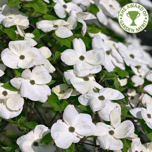 Cornus 'Eddie's White Wonder' Dogwood