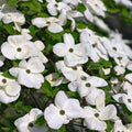 Cornus 'Eddie's White Wonder' Dogwood