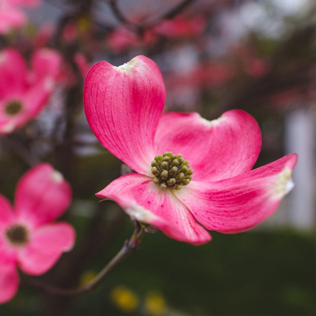 Cornus florida 'Cherokee Chief' Dogwood