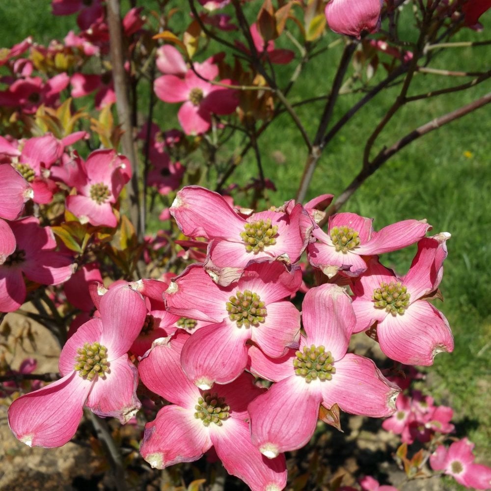 Cornus florida Cherokee Sunset Dogwood