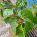 Cornus florida rubra Red Giant foliage