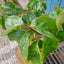 Cornus florida rubra Red Giant foliage