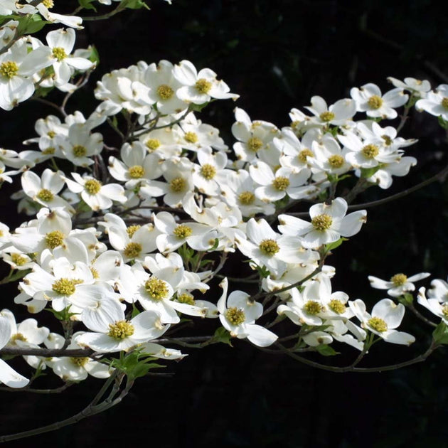 Cornus florida Dogwood