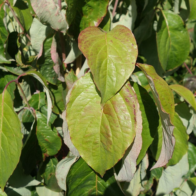 Cornus florida Dogwood foliage