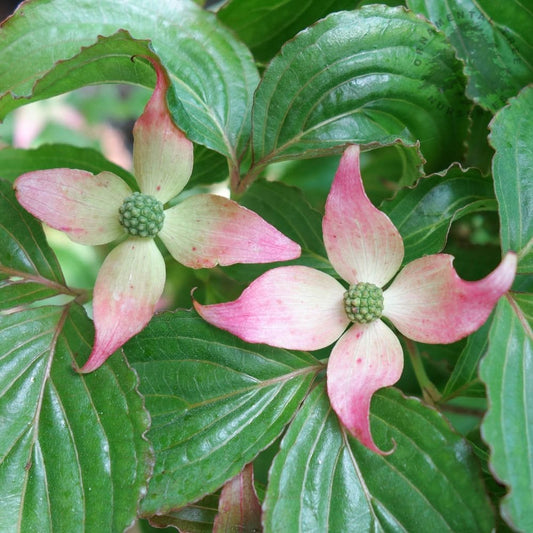 Cornus kousa 'Beni-fuji'