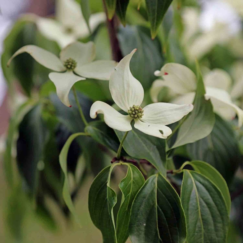 Cornus kousa 'Blue Shadow' Dogwood