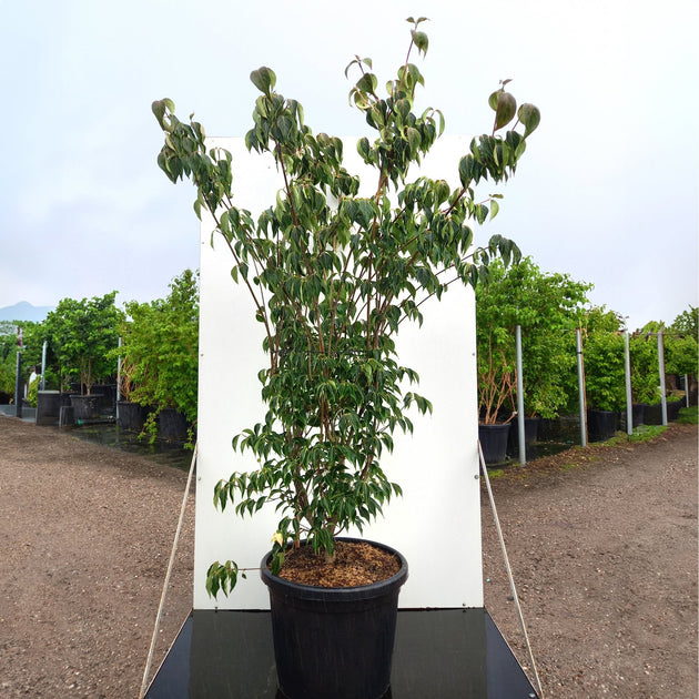 Cornus kousa 'Blue Shadow' Dogwood bush