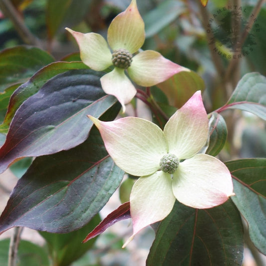 Cornus kousa 'Cappuccino' Dogwood