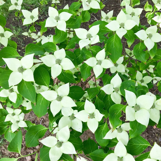 Cornus kousa 'China Girl' Dogwood