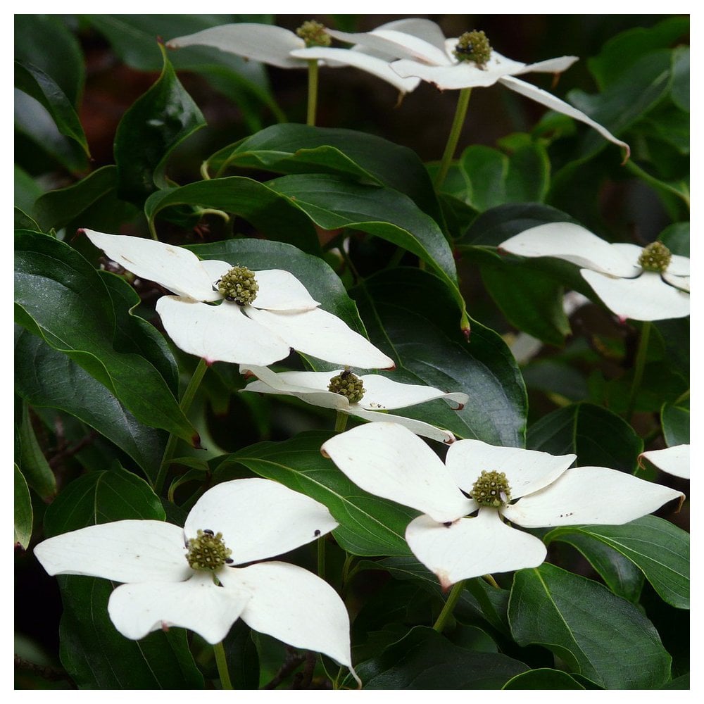 Cornus kousa 'Copacabana' Dogwood