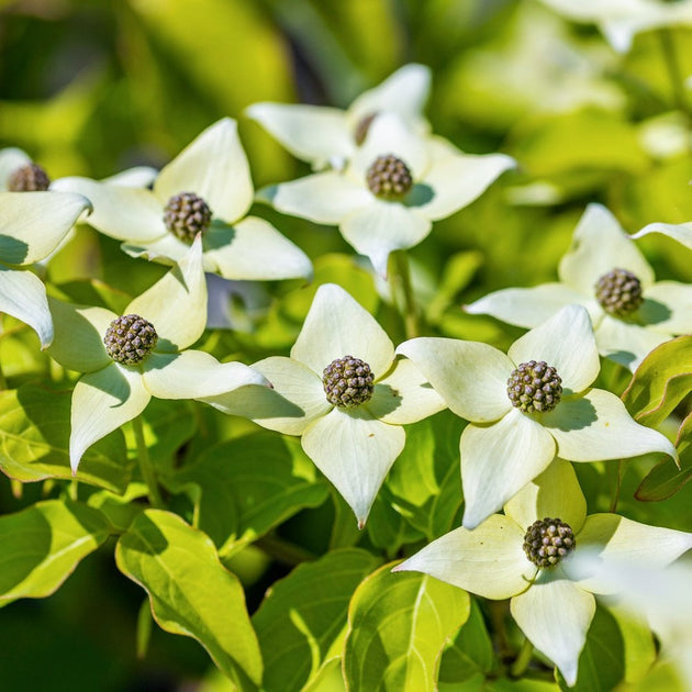 Cornus kousa 'Milky Way' Dogwood flowers