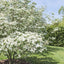 Cornus kousa 'Milky Way' Dogwood