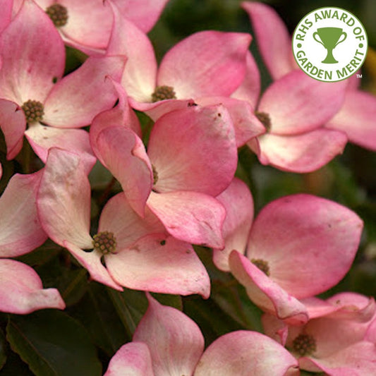 Cornus kousa 'Miss Satomi' tree