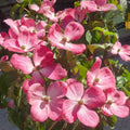 Cornus kousa 'Miss Satomi' Dogwood