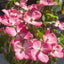 Cornus kousa 'Miss Satomi' Dogwood