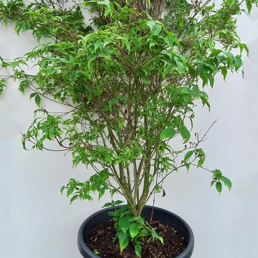 Cornus kousa Mount-fuji shrub