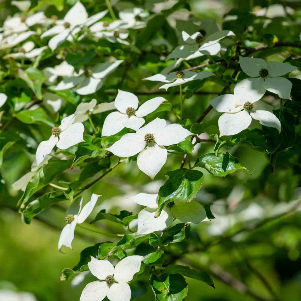 Cornus kousa