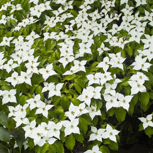 Chinese Dogwood flowers